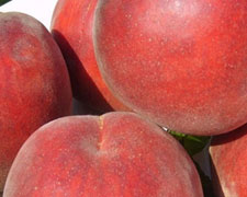 Immagine 1 di La Pesca di Verona I.G.P.