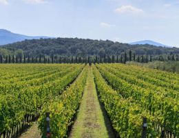 Immagine 2 di BABONE I.G.T. MAREMMA TOSCANA ROSSO