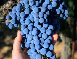 Immagine 3 di BABONE I.G.T. MAREMMA TOSCANA ROSSO