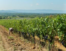 Immagine 5 di IL BORRO I.G.T. ROSSO TOSCANA