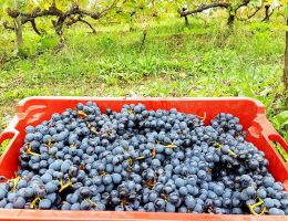 Immagine 2 di CENERE MONTECUCCO SANGIOVESE RISERVA D.O.C.G.