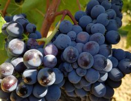 Immagine 3 di CENERE MONTECUCCO SANGIOVESE RISERVA D.O.C.G.