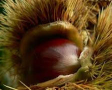 Immagine 1 di CASTAGNA DI MONTELLA I.G.P