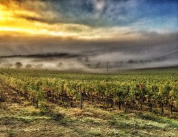 Immagine 3 di LEOPOLDO I.G.T. TOSCANA ROSSO