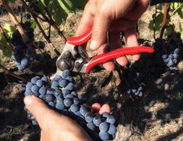 Immagine 4 di LEOPOLDO I.G.T. TOSCANA ROSSO