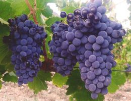 Immagine 2 di ISOLA DEI NURAGHI ROSSO I.G.T. HORTOS