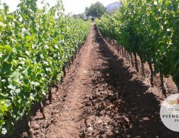 Immagine 3 di ISOLA DEI NURAGHI ROSSO I.G.T. HORTOS