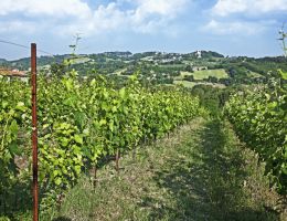 Immagine 3 di ROMAGNA D.O.C. SANGIOVESE SUPERIORE CARBOGNANO