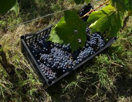 Immagine 4 di ROMAGNA D.O.C. SANGIOVESE SUPERIORE CARBOGNANO