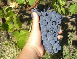 Immagine 5 di ROMAGNA D.O.C. SANGIOVESE SUPERIORE CARBOGNANO