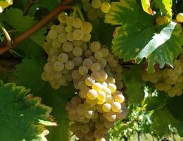 Immagine 4 di FIANO DI AVELLINO D.O.C.G. GUIDO MARSELLA