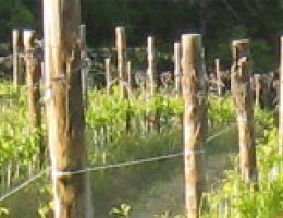 Immagine 2 di CHIANTI CLASSICO RISERVA D.O.C.G.