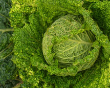 Immagine 1 di VERZA DEL VARESOTTO FATTORIA IL RONCO