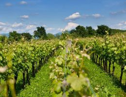 Immagine 2 di C.O.F. RIBOLLA GIALLA CASTELLO DI BUTTRIO