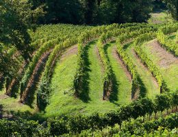 Immagine 4 di C.O.F. RIBOLLA GIALLA CASTELLO DI BUTTRIO