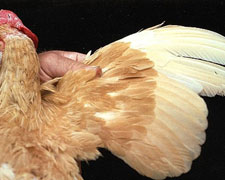 Immagine 1 di GALLINA BIONDA DI VILLANOVA E CRIVELLE CASCINA CAPPELLO