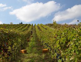 Immagine 3 di NATURE PINOT NERO METODO CLASSICO PAS DOSE’ VSQ MONSUPELLO VINI