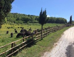 Immagine 4 di MOZZARELLA DI BUFALA CAMPANA BIO D.O.P.