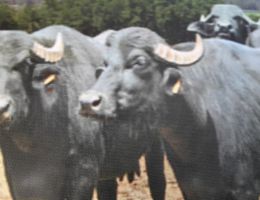Immagine 3 di MOZZARELLA DI BUFALA ALLEVAMENTO PIEMONTESE