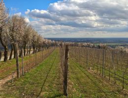 Immagine 2 di VIGNA COSTA  COLLI EUGANEI D.O.C. CABERNET SAUVIGNON