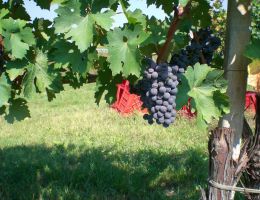 Immagine 3 di VIGNA COSTA  COLLI EUGANEI D.O.C. CABERNET SAUVIGNON