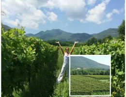 Immagine 3 di TERRE DEL VOLTURNO CASAVECCHIA I.G.T. TREBULANUM