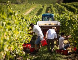 Immagine 2 di COLLI PESARESI SANGIOVESE RISERVA D.O.C. GALILEO