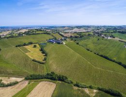 Immagine 3 di COLLI PESARESI SANGIOVESE RISERVA D.O.C. GALILEO