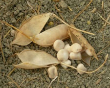 Immagine 1 di CICERCHIA ALTPIANO DI COLFIORITO