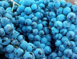 Immagine 3 di PUGLIA NERO DI TROIA I.G.T.