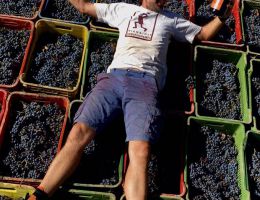 Immagine 4 di MELOGRANO I.G.T. SYRAH ROSSO TOSCANA