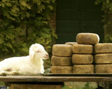 Immagine 1 di PECORINO DELLE CRETE SENESi