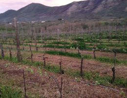 Immagine 5 di FALERNO DEL MASSICO ROSSO D.O.C. RISERVA ETICHETTA BRONZO