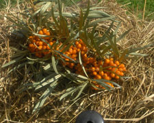 Immagine 1 di Confetture e Sciroppi