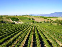 Immagine 3 di SAGRANTINO DI MONTEFALCO D.O.C.G.