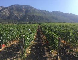 Immagine 5 di PAESTUM FIANO I.G.T. PIAN DI STIO