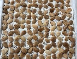 Immagine 4 di TORRONE DI TONARA LICANIAS