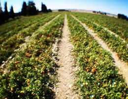 Immagine 5 di FILETTI DI POMODORI PELATI A MANO