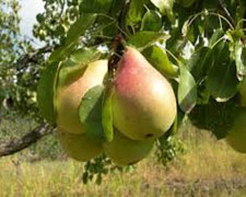 Immagine 1 di PERA ANGELICA DI SERRUNGARINA