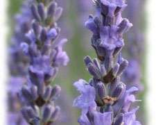 Immagine 1 di CONFETTURA E MIELE DI LAVANDA CASCINA BLENGIO