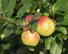 Immagine 1 di Mela Campanina