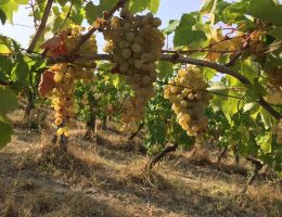 Immagine 4 di COLLI TORTONESI TIMORASSO D.O.C. GRUE POMODOLCE VIGNA E VINI