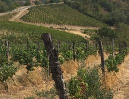 Immagine 5 di COLLI TORTONESI TIMORASSO D.O.C. GRUE POMODOLCE VIGNA E VINI