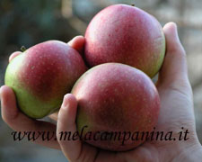 Immagine 1 di MELA CAMPANINA AGRI FRANZONI