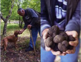 Immagine 1 di TARTUFO NERO DI BAGNOLI IRPINO