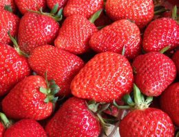 Immagine 3 di FRAGOLA DI TORTONA CASCINA FOLLETTO