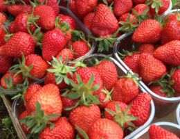 Immagine 4 di FRAGOLA DI TORTONA CASCINA FOLLETTO