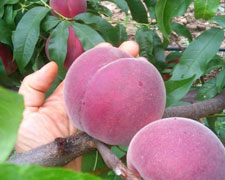 Immagine 1 di PESCA DI VOLPEDO I.G.P. AGRICOLA VALGRUE