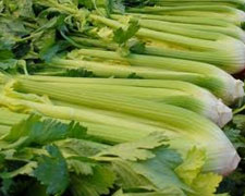 Immagine 1 di Sedano Bianco di Sperlonga I.G.P.