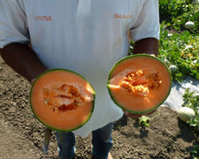 Immagine 1 di MELONE MANTOVANO I.G.P. ECCELLENTE QUALITA' AGRI LORENZINI NATURAMICA